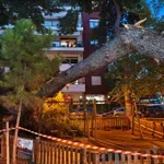 Θεσσαλονίκη: Πτώση δέντρου σε παιδική χαρά – Tι λέει η μητέρα για το περιστατικό (Βίντεο)