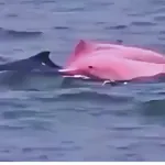 Σπάνιο θέαμα στο Ομάν: Ροζ δελφίνια κολύμπησαν δίπλα σε λουόμενους (Βίντεο)