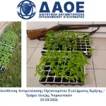Κρήτη: Θερμοκήπιο με 135 δενδρύλλια κάνναβης εντόπισε η ΕΛΑΣ – Πώς προσπάθησαν να τα κρύψουν