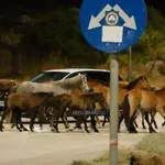 Κεφαλονιά: Άλογα έκαναν «εξόρμηση» στην άσφαλτο – Έκλεισαν τον δρόμο (Εικόνες & Βίντεο)