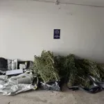 Κάλαμος: Είχαν στήσει εργαστήριο κάνναβης σε αυλή σπιτιού