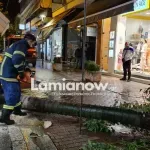 Λαμία: Δέντρο έπεσε δίπλα σε περαστικό – Σώθηκε την τελευταία στιγμή (Εικόνες & Βίντεο)