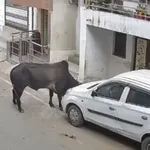 Ινδία: Άγρια επίθεση ταύρου σε ηλικιωμένο – Σοκάρει το βίντεο από κάμερα ασφαλείας