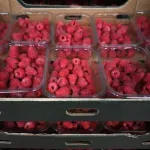 U malinama iz Srbije utvrđene dvostruko veće količine kadmijuma, Francuska zadržala isporuku