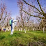 Sad je pravi trenutak: Šta treba uraditi u voćnjaku da se spreče bolesti i štetočine