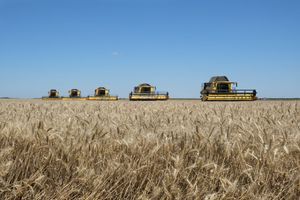 Poljoprivrednici će u sredu biti u Vladi: Razgovori o „bezobrazno“ niskoj otkupnoj ceni pšenice