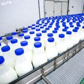Ako država ne odreaguje, mlekare će zaustaviti otkup mleka, a zaposleni će ostati bez posla