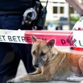 Ušao sam da uzmem hranu za psa, a dočekala me forenzika: Ispovest komšije koji je prvi ušao u stan u Roterdamu gde je Srpkinja upucala muža