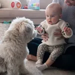 Pravilo 3-3-3 koje treba da znate ako planirate da uzmete psa