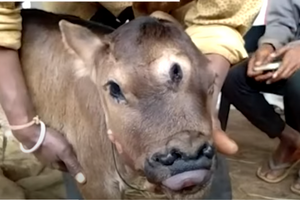 [Video] V Indiji skoteno tele s tremi očesi in štirimi nosnicami razglašeno za božanstvo