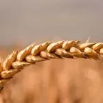 Rat i ratari: Cene žitarica u padu, troškovi proizvodnje rastu, preti novo poskupljenje hrane