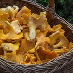 Sezona gob je tu: katere užitne gobe lahko najdemo v naših gozdovih?