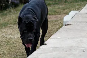 V Portorožu cane corso do smrti pogrizel manjšega psa
