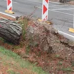 Zaradi močnega vetra padlo drevo in ubilo žensko