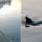 Dalmacija: Babica je s harpuno ujela hobotnico, pa se je pojavil morski pes (video)