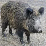 Hotel se je umakniti divjadi in končal na strehi