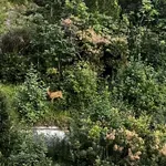 Srna med Koprom in Izolo (FOTO/VIDEO)