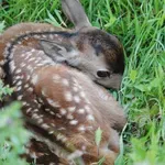 Lovci: »Krivolov je treba kaznovati«