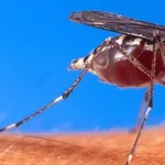 V Trstu bodo zaradi virusa denge izvedli obsežno dezinsekcijo