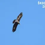Planinski orel presenetil v Škocjanskem zatoku