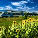 Sončnice, vlaki in ljudje: zgodba o povezovanju in trajnosti