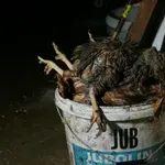 Poginule kokoši med živimi, jajca v gnoju: novi posnetki iz slovenske baterijske reje (video/foto) - OBALAplus