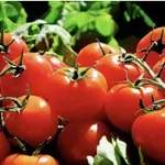 Salmonela v paradižnikih iz Italije: pošiljke prispele tudi v Slovenijo - OBALAplus