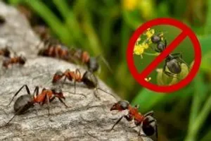Jak se zbavit mraveniště na zahradě: jak odstranit mravence