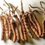 Cordyceps: Superpotravina, která dodá energii a podporuje zdraví