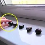 Víte, proč naše babičky dávaly kaštany na parapety a nábytek? MUSÍTE ZNÁT TENTO TRIK