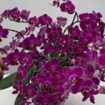 STOP VŠEM CHEMICKÝM HNOJIVŮM! Dejte jen JEDEN KUS pod orchidej a sledujte zázrak: Během týdnů se objeví 100 větví a bude kvést CELÝ ROK bez přestávky!