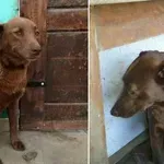Smutný pes v útulku nevěřil vlastním očím: ten okamžik dojal tisíce lidí