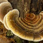 Coriolus a tradiční čínská medicína: Houba s dlouhou historií