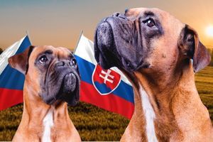 KVÍZ: Viete preložiť české slovíčka DO a ZO slovenčiny?