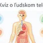 Kvíz o ľudskom tele: Dáte 10 z 10 alebo vás zlomí stehenná kosť?