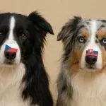 KVÍZ: Tieto české slovíčka mýlia väčšinu ľudí