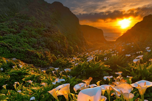 Údolí divokých lilií – Dechberoucí krása!
