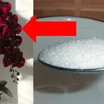 Cukr je pro orchidej stejný zázrak jako antibiotikum pro člověka: Toto udělala 1 lžička s umírající rostlinkou na vyhození!