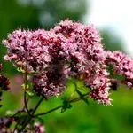 Čaj z této bylinky je lepší než 10 doktorů. Mě je skoro 60 a žádného nenavštěvuji!