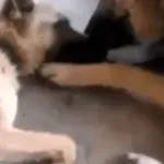 Podívejte se na video, jak pes lituje svoji družku po dlouhém porodu – Toto video trhá všechny rekordy na sociálních sítích!