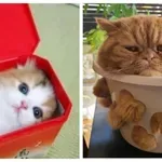 Dokaz, da so mačke iz želeja