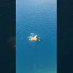 Ta pes je bil v prejšnjem življenju morska deklica 藍