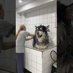 Dramatično kopanje psa 藍