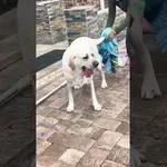 Tale pes bo lastnici povzročil nekaj sivih las