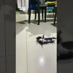 Ni hotel mačke, zdaj sta najboljša prijatelja!