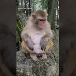 Reakcija opice na kitajsko specialiteto 