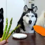 Reakcije psov na hrano vas bodo iz srca nasmejale