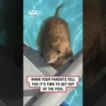 Pes noče iz bazena, njegova reakcija je srce parajoča