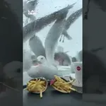 Hrano je pustil v avtu