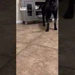 Pes ne more do žoge, k sreči ima manjšega prijatelja